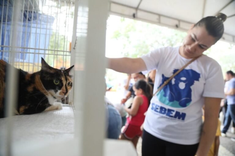 Palmas inicia calendário mensal de feiras de adoção para cuidar dos animais