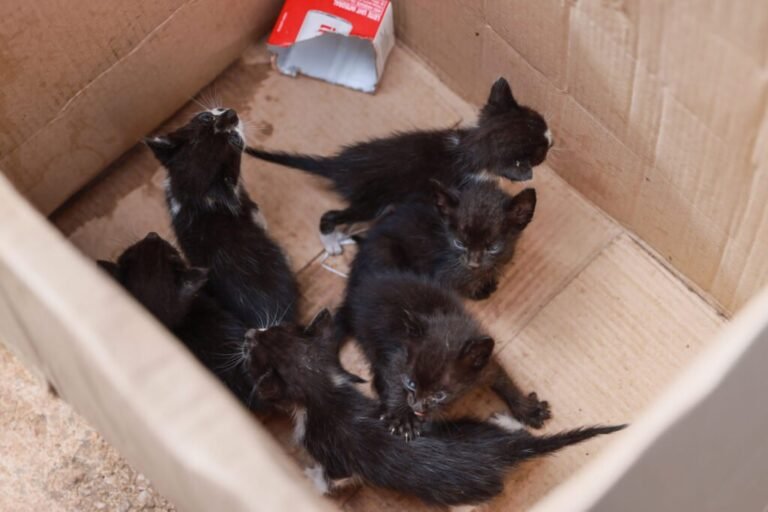 Guarda Metropolitana de Palmas salva filhotes de gatos abandonados na zona sul da Capital