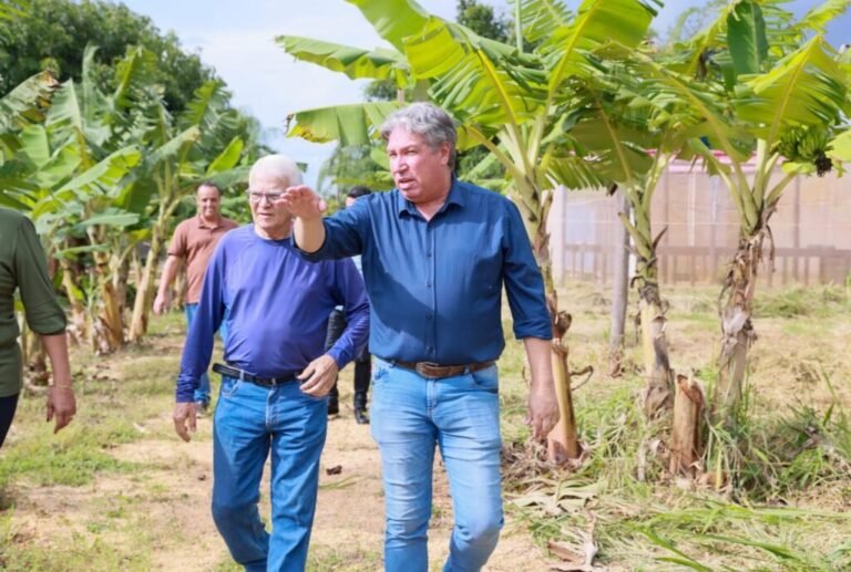 Técnicos da Secretaria Municipal de Agricultura e Serviços do Interior inspecionam a Fazendinha – Diário do Tocantins