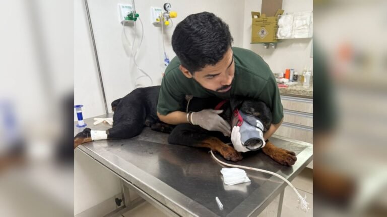 Ou então: “Motorista de caminhão é detido em flagrante em Araguaína por agredir cão com faca após ataque animal”