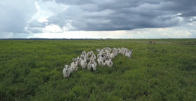 Tocantins no cenário mundial: Sustentabilidade e oportunidades de investimento chinês no agronegócio