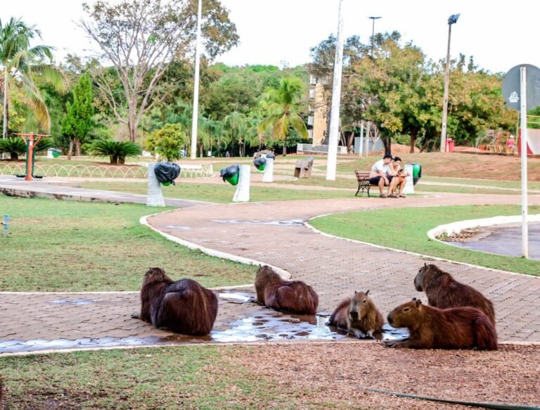 Palmas promove ação no Parque Cesamar para conscientizar sobre proteção à fauna