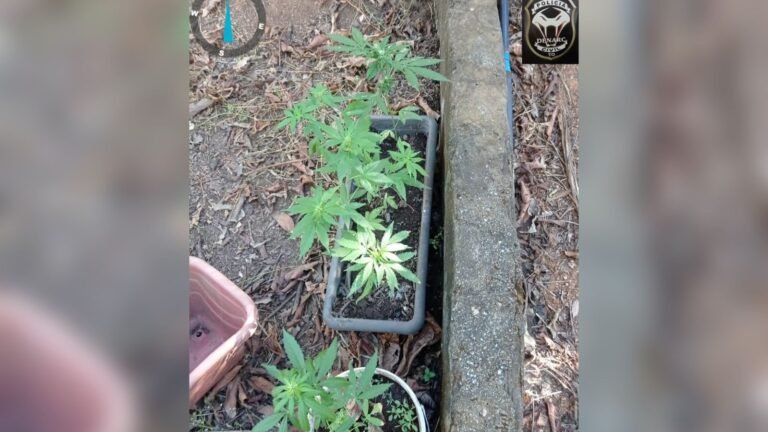 VÍDEO / Polícia Civil encontra plantação de maconha em área rural de Palmas e desmonta estufa ilegal